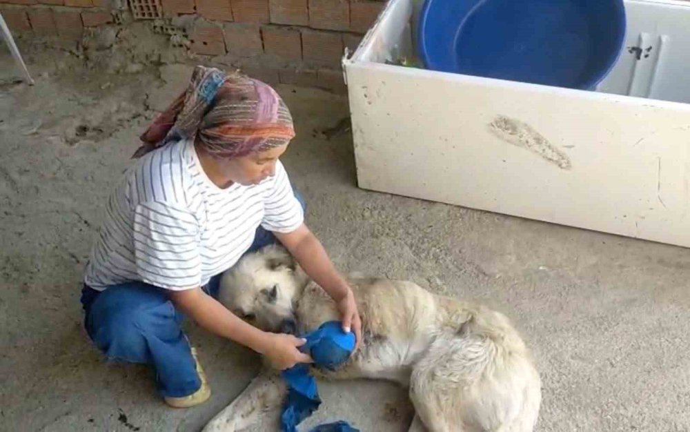 Antalya'da çoban köpeğine vicdansız saldırı! Hayatını kurtardı ama bacağını kaybetti