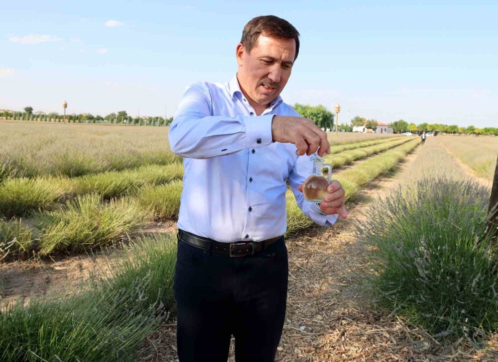 Konya'da mor hasat başladı