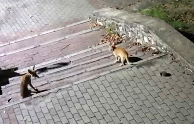 Tilki, kedi ve kirpi buluşması