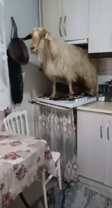 Eve kaçan keçiyi yakalayamadı..."Keçiyi polise ihbar edeceğim" diye tehdit etti