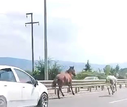Karayolunda Dörtnala Yarış! Bir Anda Hipodroma Döndü
