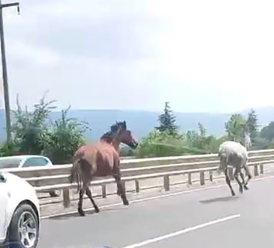 Karayolunda Dörtnala Yarış! Bir Anda Hipodroma Döndü