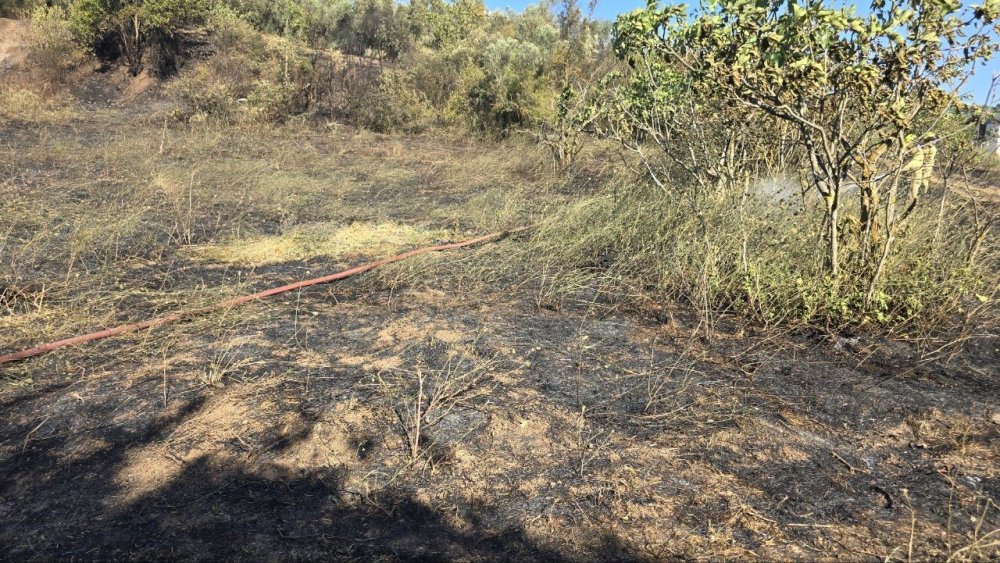 Mudanya'da tarım arazisinde çıkan yangın ekiplerin çalışmasıyla söndürüldü