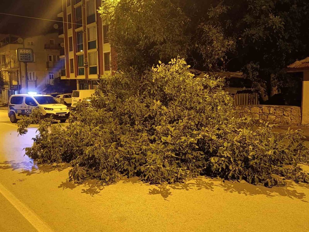 Beyşehir'de Faciadan Dönüldü: Dev Ceviz Ağacı Yolu Kapattı