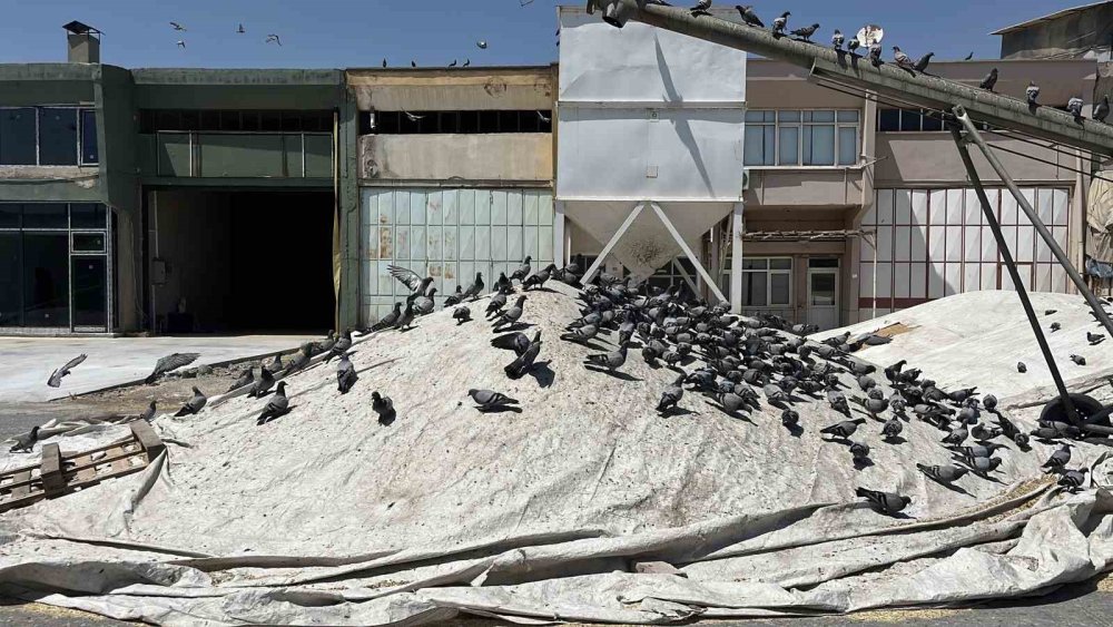 Konya Buğday Pazarı’nın Kanatlı Misafirleri