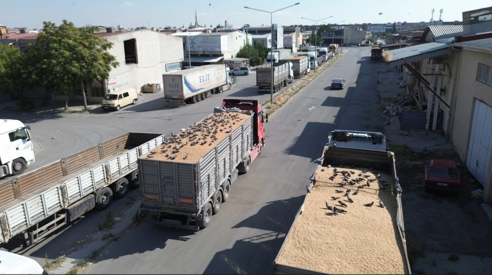 Konya Buğday Pazarı’nın Kanatlı Misafirleri