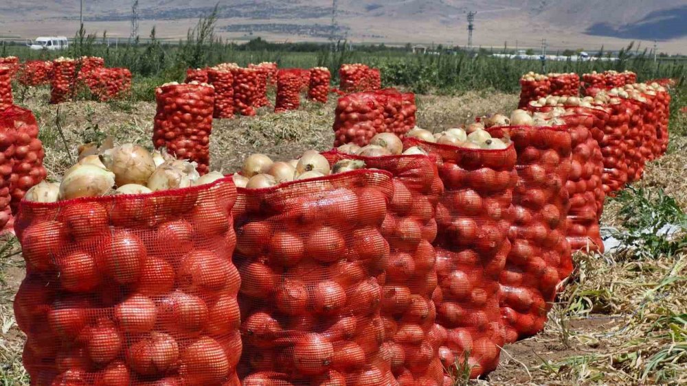 Tarlada Fiyatı Güldürdü, Piyasada Kıymete Bindi: Soğan Hasadı Başladı