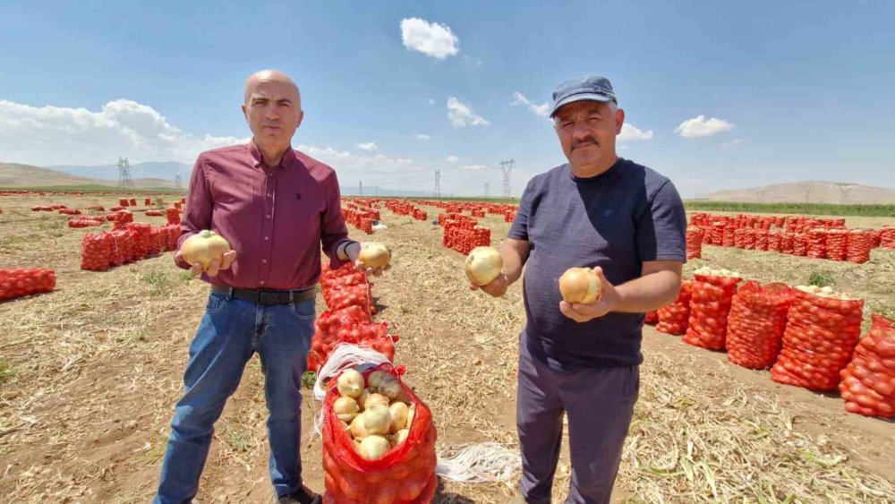 Tarlada Fiyatı Güldürdü, Piyasada Kıymete Bindi: Soğan Hasadı Başladı