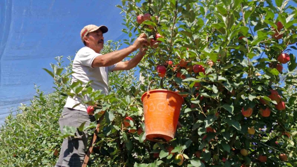 Don Felaketinin Ardından Rekor Geliyor: 15 Milyon Ağaçta Bereket Sezonu