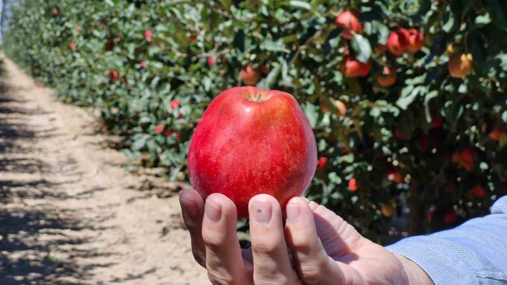 Don Felaketinin Ardından Rekor Geliyor: 15 Milyon Ağaçta Bereket Sezonu