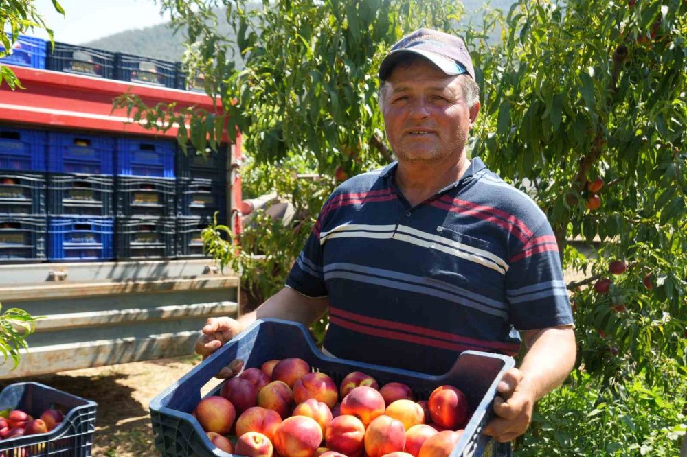 Rekolte Yüksek Fiyat Dibe Vurdu: Üretici Meyve Suyu Fabrikalarına Tepkili