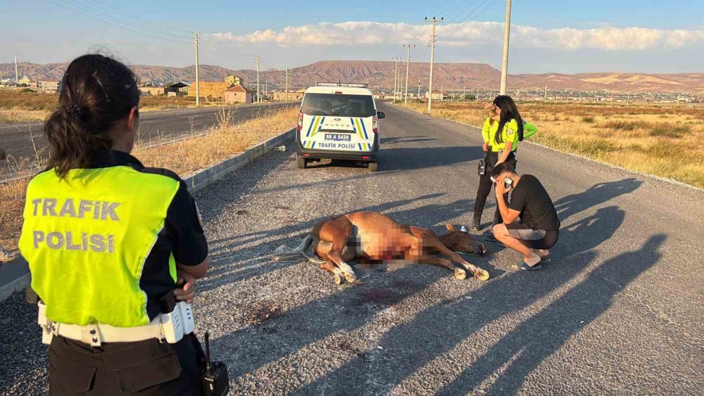 Yaralı At İçin Zamanla Yarış: 4 Saatlik Eziyet Barınakta Skandalla Bitti