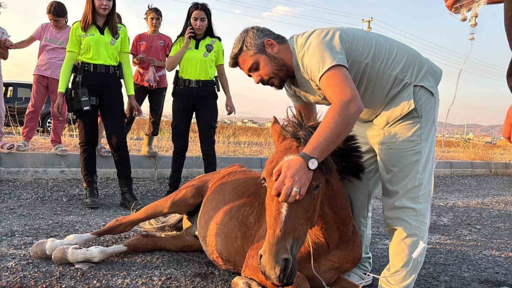 Yaralı At İçin Zamanla Yarış: 4 Saatlik Eziyet Barınakta Skandalla Bitti