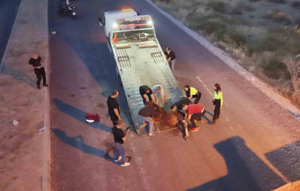 Yaralı At İçin Zamanla Yarış: 4 Saatlik Eziyet Barınakta Skandalla Bitti