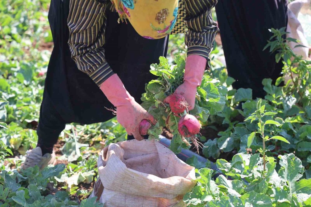 Konya Ovası Turp Gibi