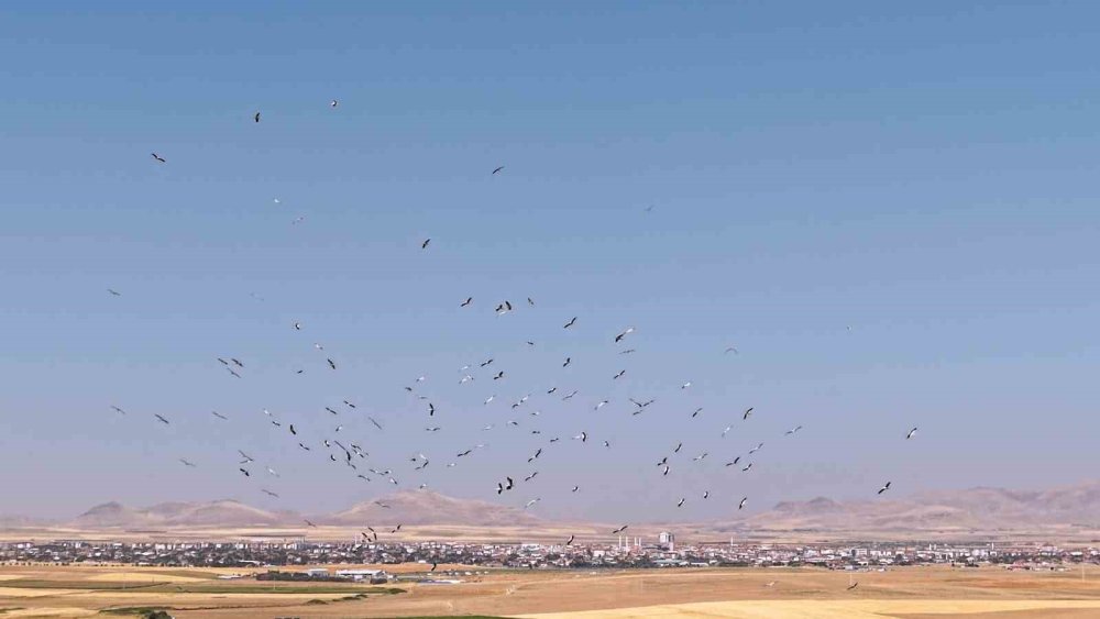 Konya'da Görsel Şölen: Düden Gölü'nde Bir Araya Gelen Leylekler Havadan Görüntülendi