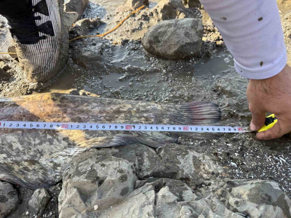 Turna Avına Çıkan Balıkçıların Oltasına Dev Yayın Balığı Takıldı