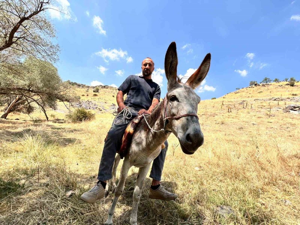 Protokol Yolu’na çıkan eşek yediemine çekildi