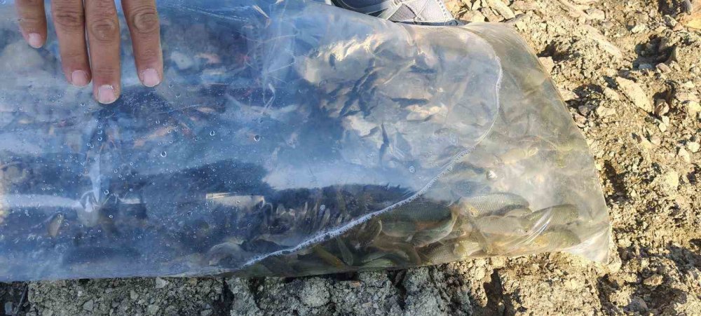 Beyşehir ve Hüyük Göletlerine 60 Bin Yavru Sazan