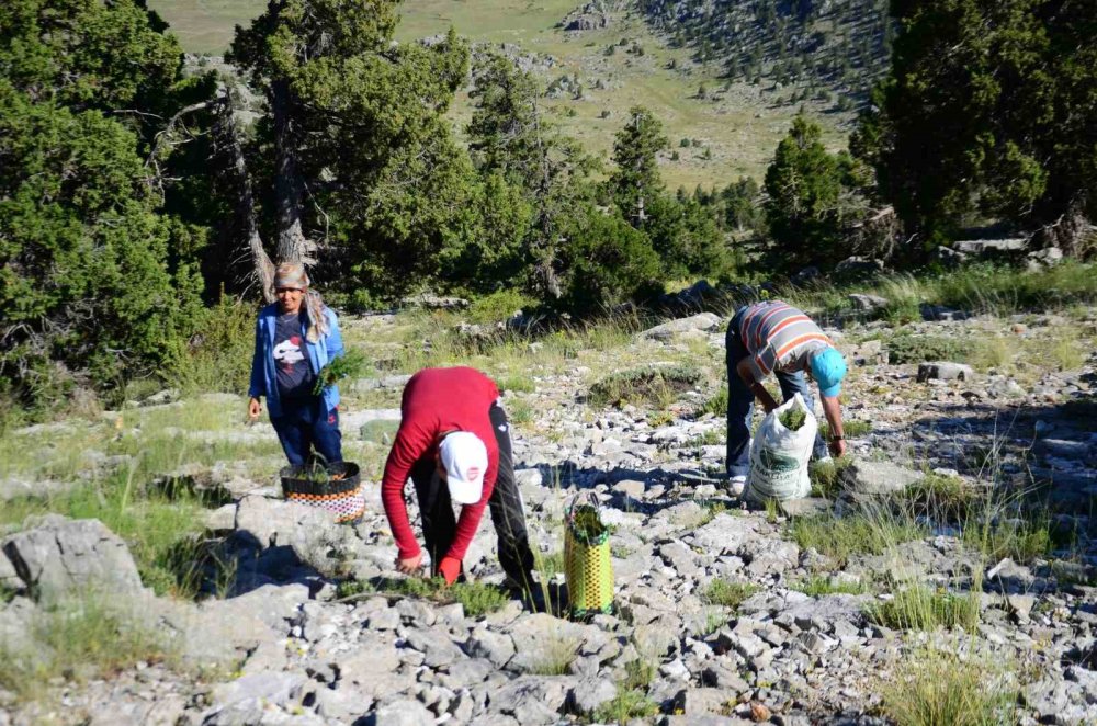 Toroslar'da Kekik Mesaisi Başladı: Dünyanın Gözü Akseki'nin "Karabaş" Kekiğinde!