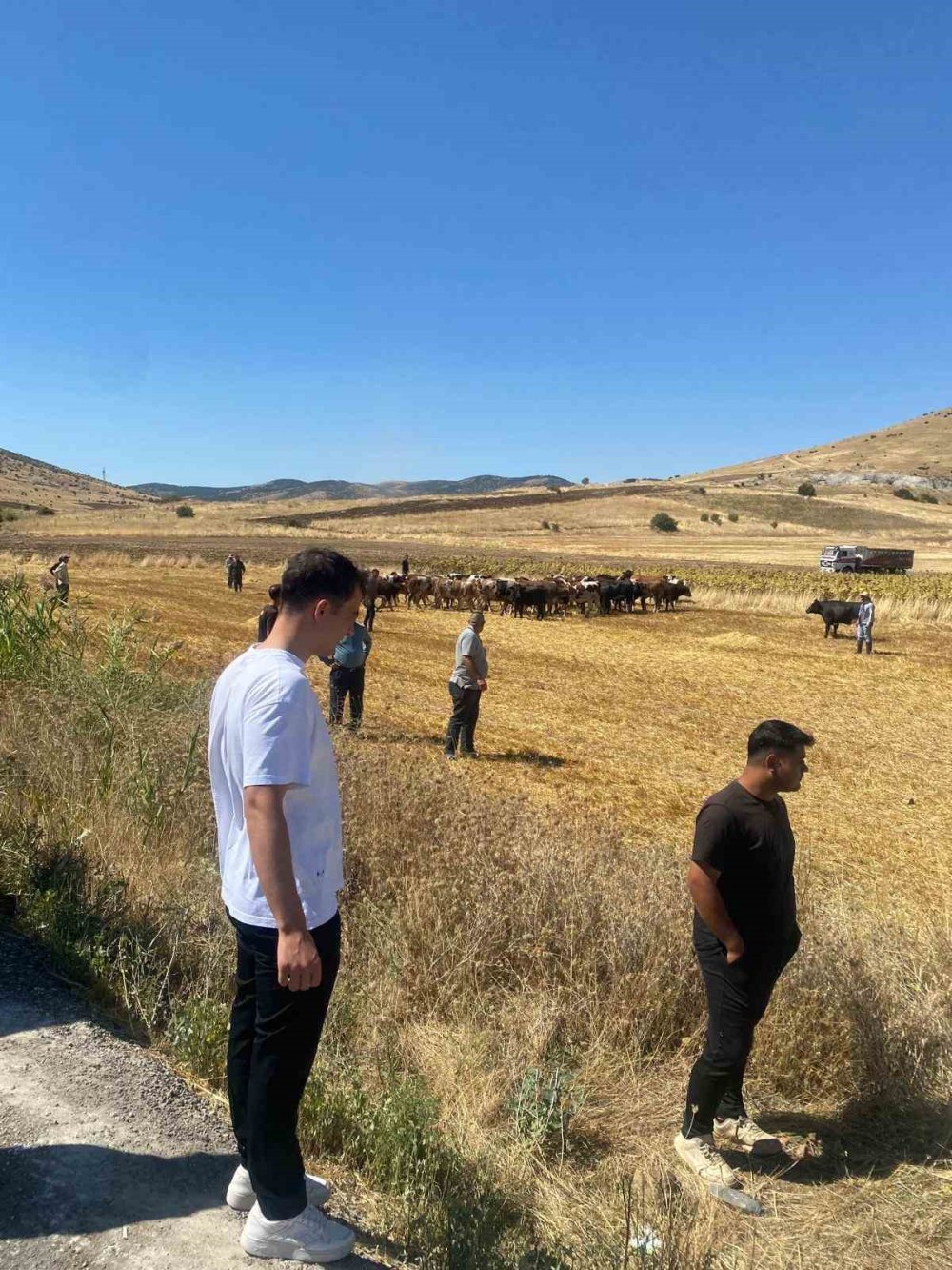 Kırşehir'de Hayvan Yüklü Tır Devrildi