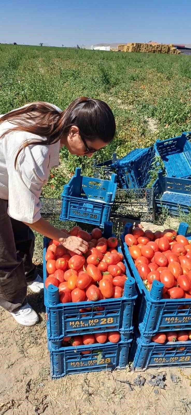 Karapınar'da Domates Tarlalarına Sıkı Takip