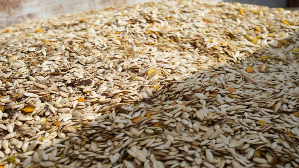 Ankara'da Kabak Çekirdeği Hasadı Başladı: Üretici Rekolteden Ne Bekliyor?