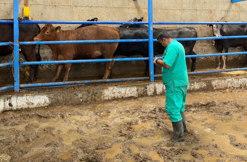 Şap ve Brusella Alarmı: Aşılar Başladı