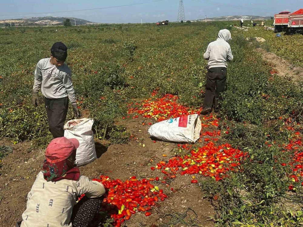 Çeltik İlacı Domatesi Vurdu: Tonlarca Kayıp Var