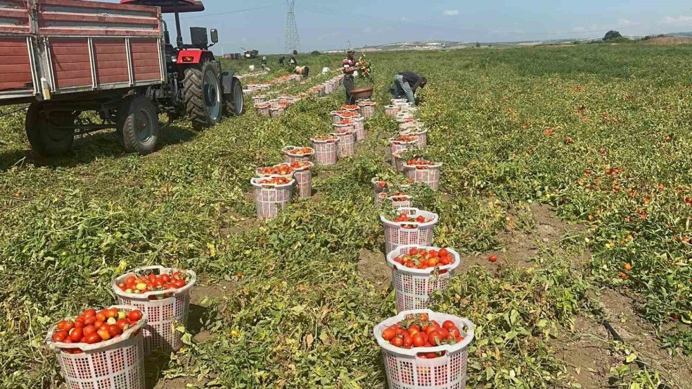 Çeltik İlacı Domatesi Vurdu: Tonlarca Kayıp Var