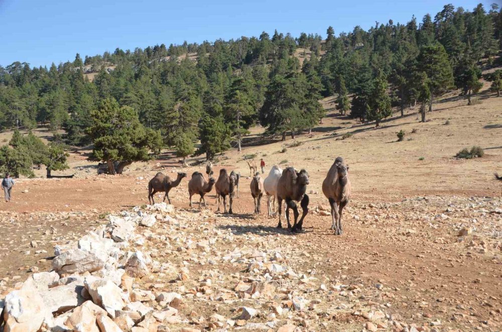 100 yıldır develeriyle Konya'da yazı geçirip geri dönüyorlar