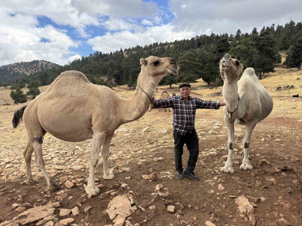 100 yıldır develeriyle Konya'da yazı geçirip geri dönüyorlar