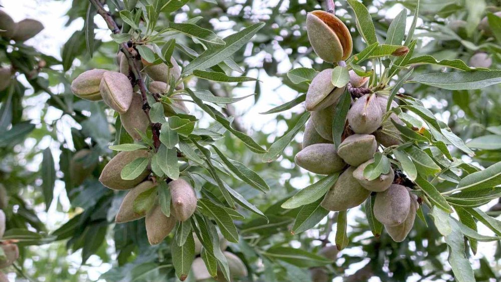 Konyalı Kiraz Üreticisi Alternatif Ürüne Yöneldi: Kirazın Yerini Badem Alıyor