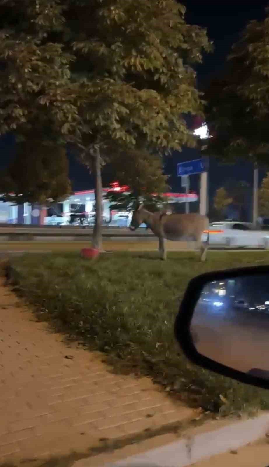 Şehrin ortasına eşek parkedip gittiler