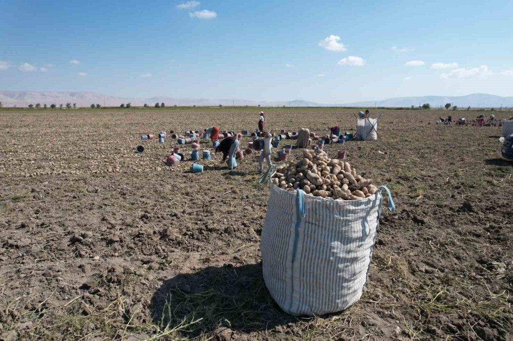 Konya Ovası’nda Yerli Patates Tohumu Hamlesi