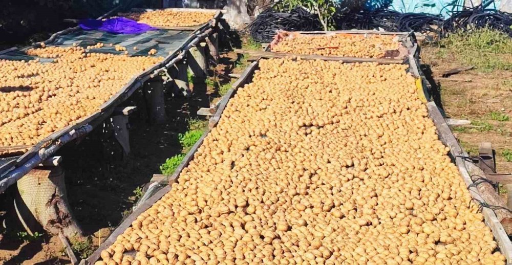 Gölyaka’da Çifte Hasat Mesaisi: Elma ve Ceviz Toplanıyor