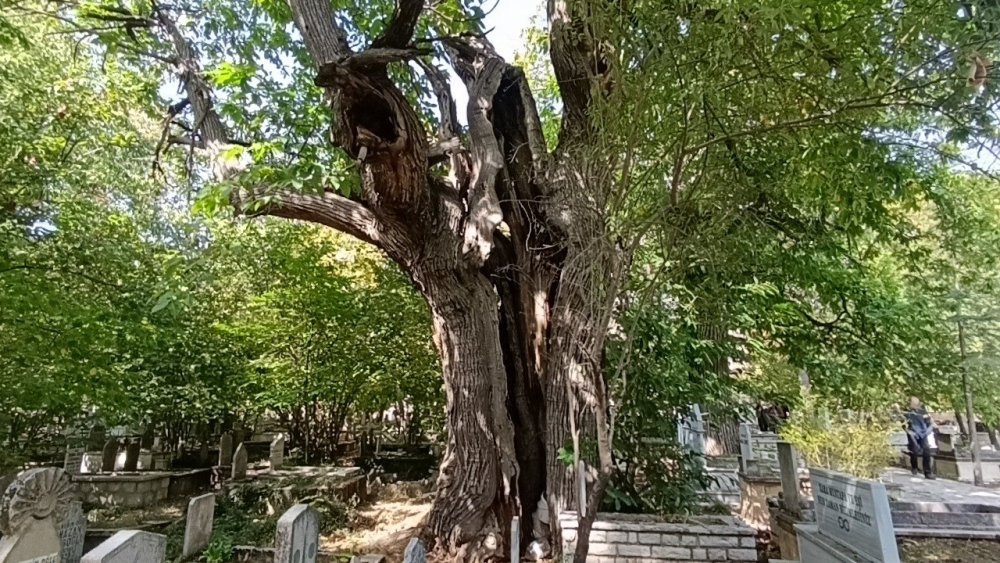 Tarihi Mezarlıktaki Asırlık Kestane Ağaçları Kuruyor