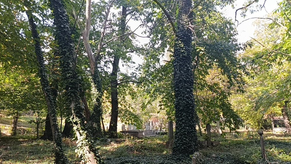 Tarihi Mezarlıktaki Asırlık Kestane Ağaçları Kuruyor
