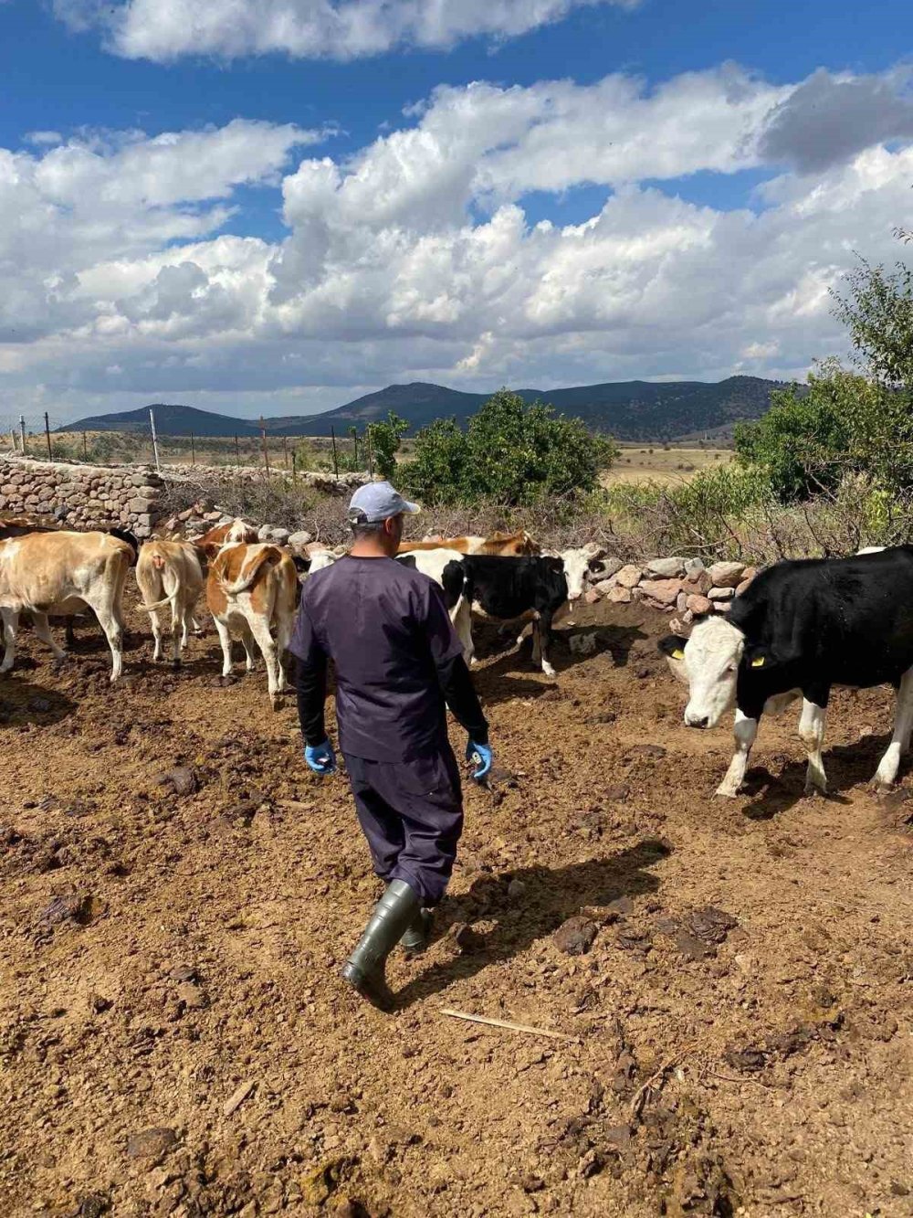 Beyşehir'de Şap ve Brusella Aşılama Mesaisi Başladı