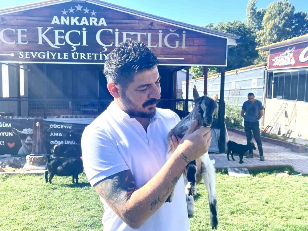 Nijerya cüce keçiler Türkiye'de çoğalıyor