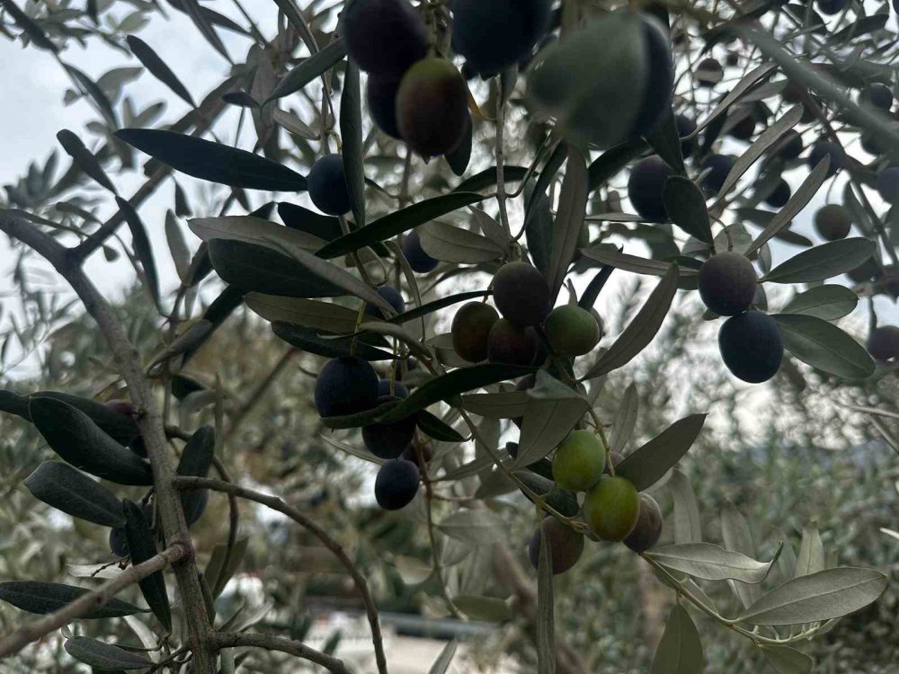 Bursa’da zeytin sezonu başladı! Erken sıkıntı fiyatları belli oldu