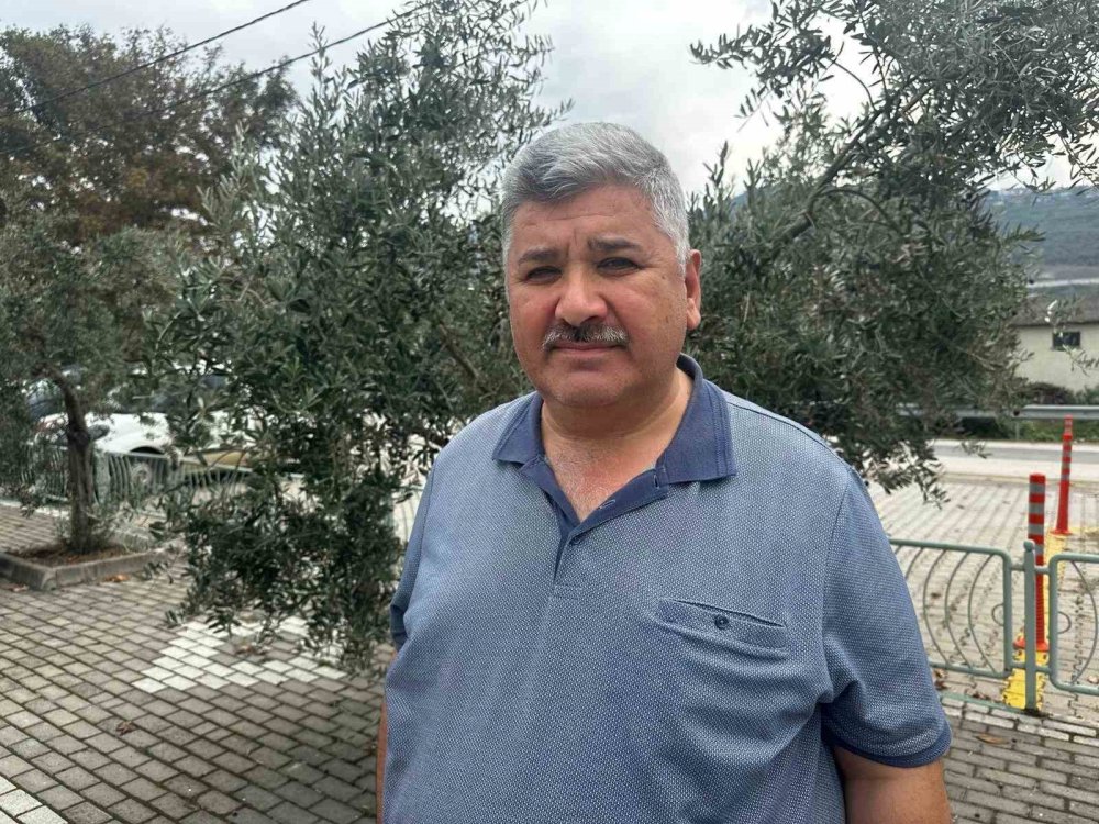 Bursa’da zeytin sezonu başladı! Erken sıkıntı fiyatları belli oldu