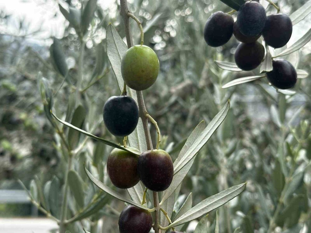 Bursa’da zeytin sezonu başladı! Erken sıkıntı fiyatları belli oldu