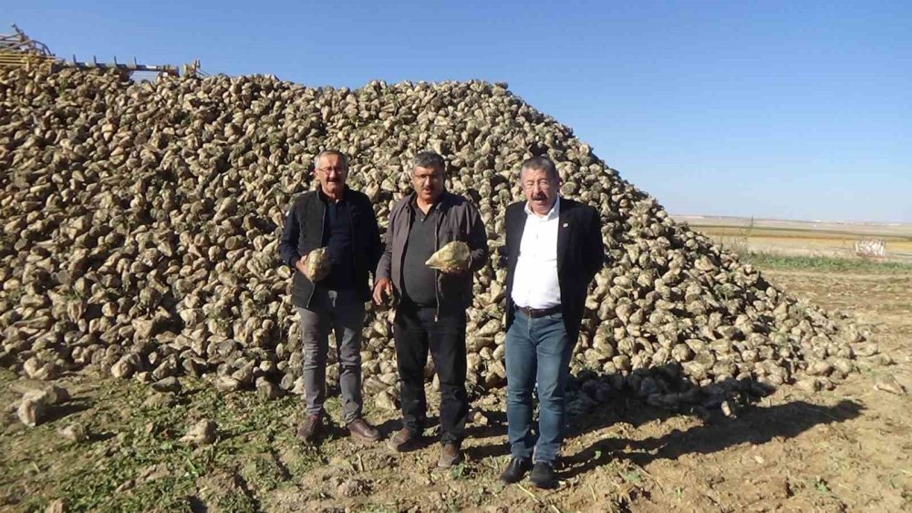 Konya Ovası’nda şeker pancarı, ayçiçeği, mısır ve siyah havuç hasadı vakti