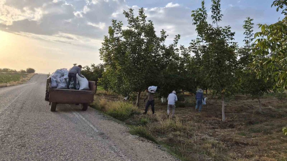 Konya’da ceviz hasadı hareketliliği: Yağışlar rekolteyi artırdı