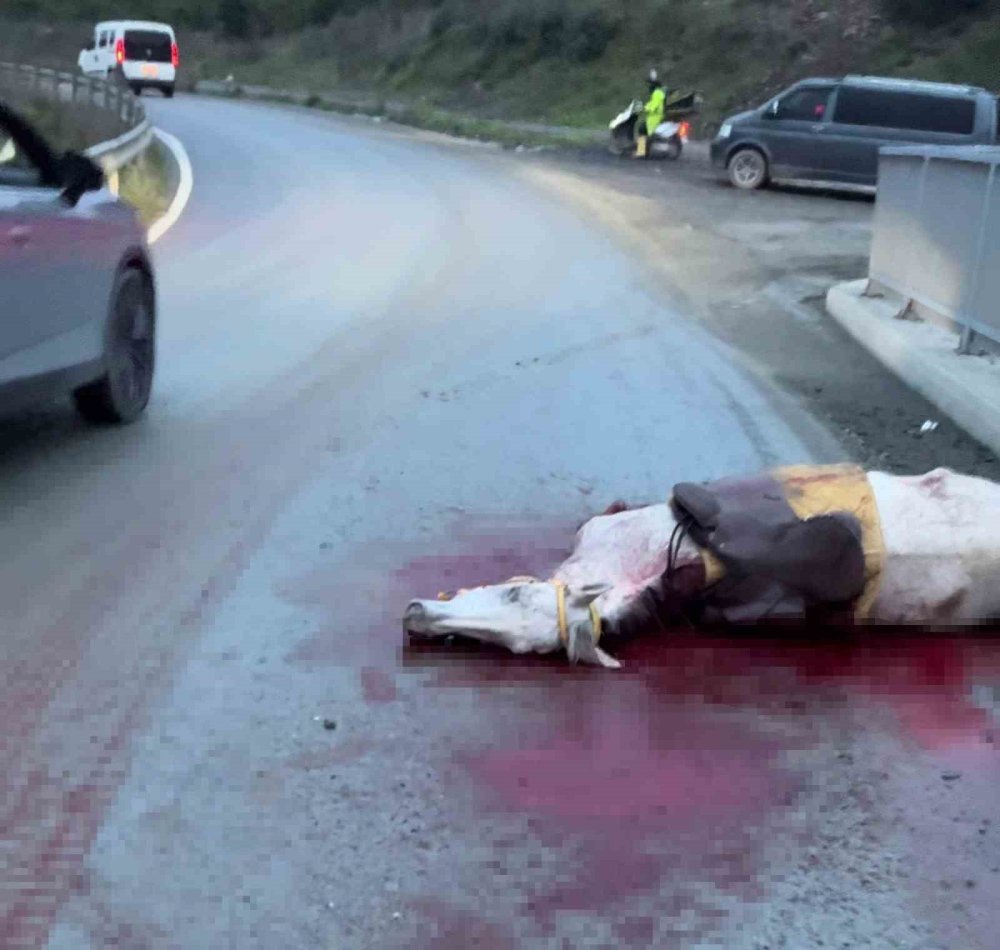 Korkunç kaza: Atın kopan bacağı otomobile saplandı