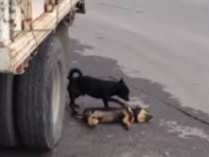 Köpeğin vefası yürek burktu