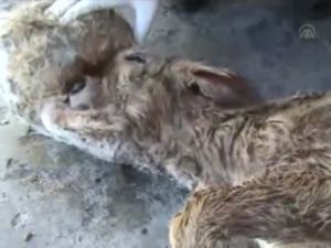 Kafatası olmayan buzağı doğdu