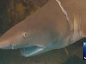 Köpekbalığını ölümden kurtaran su altı operasyonu