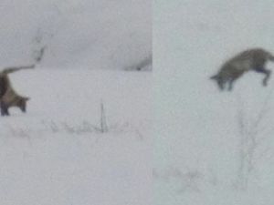 Aç Tilkilerin Av Mesaisi